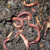 How is an earthworm different from a compost worm